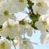 Prunus Avium Hertford blossom in Springtime, a beautiful ornamental tree for sale online UK delivery