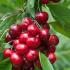 Prunus Avium Lapins Sweet Cherry, a dark red cherry producing heavy crops of large, well-flavoured fruit. It is self-fertile, and ready to pick in July. 