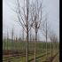 Prunus Avium Plena 5-6 m buy online UK.