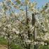 Prunus Avium Regina, Sweet Cherry Regina, a late-season black dessert cherry, ripening in mid-to-late July. Tasty cherries & resistant to fruit-cracking