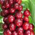 Prunus Avium Sweetheart Sweet Cherry, late fruiting cherry with dark red fruits with a good flavour