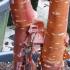 Prunus Serrulata Multistemmed Tree, Flowering Trees London UK - for sale online with nationwide delivery UK