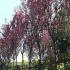 Prunus Cerasifera Serrulata or Myrobalan for sale online UK delivery