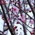 Prunus Cherry plum tree branches with Spring blossom. Buy flowering cherry trees online UK delivery