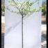 Prunus Domestica Excalibur Plum 1.25-1.5 m buy online UK.