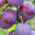 Prunus Domestica Excalibur Plum tree produces large plums that ripen at the end of August.