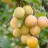 Prunus Domestica Mirabelle de Nancy or Mirabelle Plum, a late season plum variety producing heavy crops of classic, yellow, small sweet plums from September