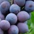 Prunus Domestica the Czar Plum Tree producing very deep blue fruits ripening in early August