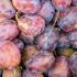 Prunus Domestica Valor Plum Tree, a good late season dual purpose plum with good flavour and reliable crop. 