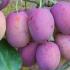 Victoria Plum trees reliably fruit - delicious plum harvest for UK gardens