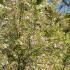 Prunus Eminens Umbraculifera commonly known as Globe Cherry - small dark green leaves & profuse white blossom in spring