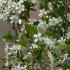 Prunus Eminens Umbraculifera  - small dark green leaves & profuse white blossom in spring