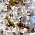 Also known as the Japanese Cherry, is a compact tree with delicate, pale pink flowers in early spring. Its zig-zag branches and striking foliage make it an eye-catching feature in smaller gardens or containers.