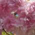 Prunus Kiku Shidare Zakura, Flowering Cherry Tree - for sale online, UK