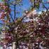 Prunus Kiku Shidare Zakura, Weeping Flowering Cherry Tree - for sale online