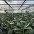 Prunus Laurocerasus Cherry Laurel leaves displayed across the length of a greenhouse