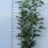 Prunus Laurocerasus Genolia Hedging  1-1.25 m buy online UK.