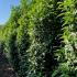 Prunus Laurocerasus Genolia Hedging  2.75-3 m buy online UK.