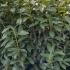Prunus Laurocerasus Genolia Hedging  1.25-1.5 m buy online UK.
