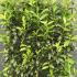 Prunus Laurocerasus Genolia Hedging  1.6 m buy online UK.