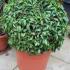 Prunus Lusitanica Angustifolia or Myrtifolia, globe shaped topiary for sale online with UK delivery.