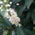 Prunus Lusitanica Angustifolia or Myrtifolia Shrub, Trees and Shrubs, London UK