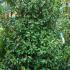 Prunus Lusitanica Angustifolia Shrubs, Buy Online UK