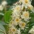 Portuguese Laurel flowering, buy online UK