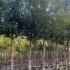 Prunus lusitanica full standard tree with a dense canopy of glossy green leaves