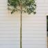 Evergreen Portuguese Laurel pleached trees - for sale online UK delivery.