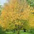 Prunus Maackii Manchurian Cherry, a rare vigorous small tree with ornamental features