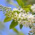 Prunus Padus Albertii Bird Cherry Trees