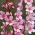 Prunus Padus Colorata Bird Cherry has pale pink flowers in racemes to 12 cm in length