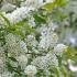 Prunus Padus Watereri Bird Cherry produces small, fragrant white flowers in drooping racemes 20 cm long