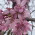 Prunus Subhirtella Pendula Rosea, also known as the Pink Weeping Cherry, is a graceful, weeping cherry tree that produces soft pink flowers in early spring, creating a stunning display.