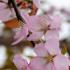 Prunus sargentii Charles Sargent Cherry tree with pink flowers