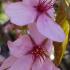 Prunus sargentii Sargents Cherry Japanese Ornamental Cherry for sale online with delivery to UK