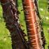 Prunus Serrula or Tibetan Cherry, ornamental flowering cherry tree with glistening polished like mahogany bark, white blossom in April & willow-like leaves