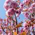 Prunus serrulata Kanzan Flowering Cherry tree with pink flowers