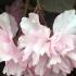 Prunus Serrulata Royal Burgundy, flowering Cherry with double pink flowers in Springtime