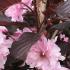 Prunus Serrulata Royal Burgundy flowering cherry, dark red foliage and double pink flowers