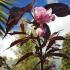 Japanese flowering Cherry tree Royal Burgundy showing bright pink buds of double flowers in April