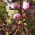 Close up of flower buds of Prunus Serrulata Royal Burgundy, for sale at our UK plant centre