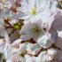 Prunus serrulata Sunset Boulevard Japanese Cherry tree with pink flowers