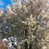 Prunus Serrulata Sunset Boulevard tree in blossom in Springtime, a superb ornamental flowering cherry tree