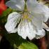 Hardy deciduous tree that produces white spring flowers followed by dark purple sloe berries. Its dense thorns make it ideal for hedging and wildlife protection.