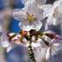 Stunning tree with clusters of large white blossoms that appear in spring. Its graceful form and exquisite flowers make it a striking addition to any garden.