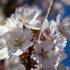 This ornamental cherry tree, Prunus Pandora, produces a profusion of soft pink flowers in early spring, creating a picturesque addition to gardens and landscapes.