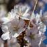 Prunus Spire Cherry Spire Ornamental Cherry Trees