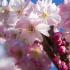 Prunus subhirtella Autumnalis Rosea cherry tree with pale pink flowers